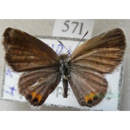 Freyeria trochylus (Freyer, 1844) Turkey57l